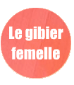 Le gibier femelle
